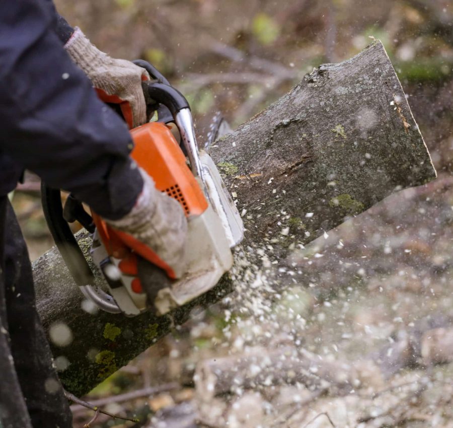 Cutting of the branch with a chainsaw